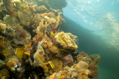 Dreischor-Gemaal-19