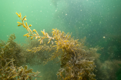Zeezandbrug-48